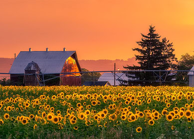 Young Wisconsin farmers adopt regenerative practices