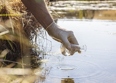 Illinois researchers develop fungal treatment to convert wastewater into fertilizer