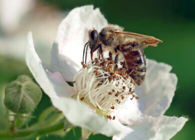 Bee Vectoring Technologies expands reach with Mexican approval