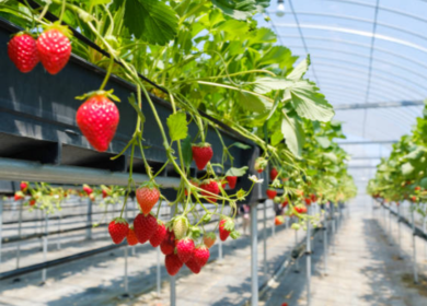 Russia’s Sakhalin region pioneers tunnel greenhouses construction