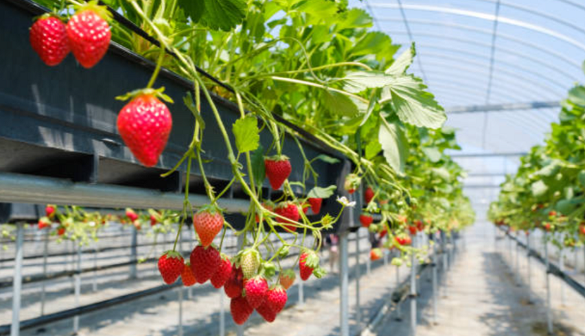 Russia’s Sakhalin region pioneers tunnel greenhouses construction