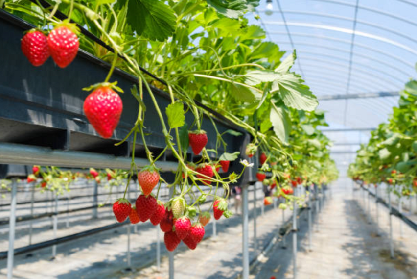 Russia’s Sakhalin region pioneers tunnel greenhouses construction