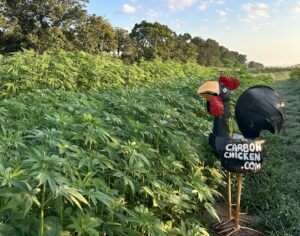 Carbon Chicken receives $591,000 USDA grant for carbon-negative agriculture initiative