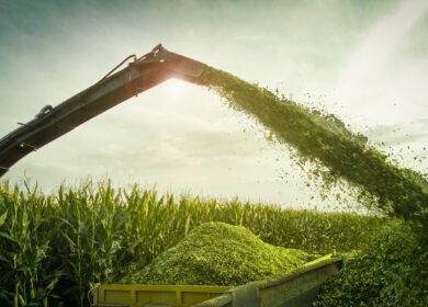 Evaluating the economic value of silage this summer in Scotland