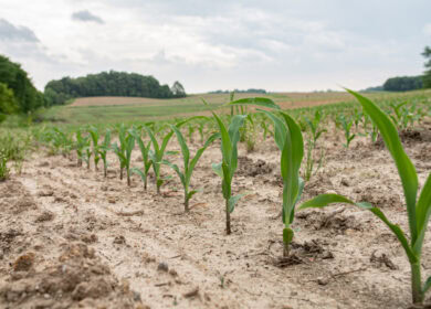 The ‘No-Till Neighbors’: US pioneers of sustainable agriculture