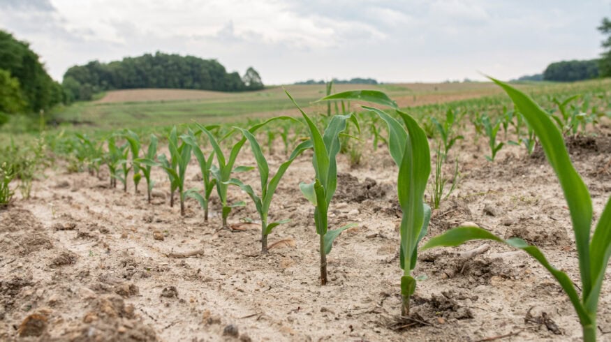 The ‘No-Till Neighbors’: US pioneers of sustainable agriculture