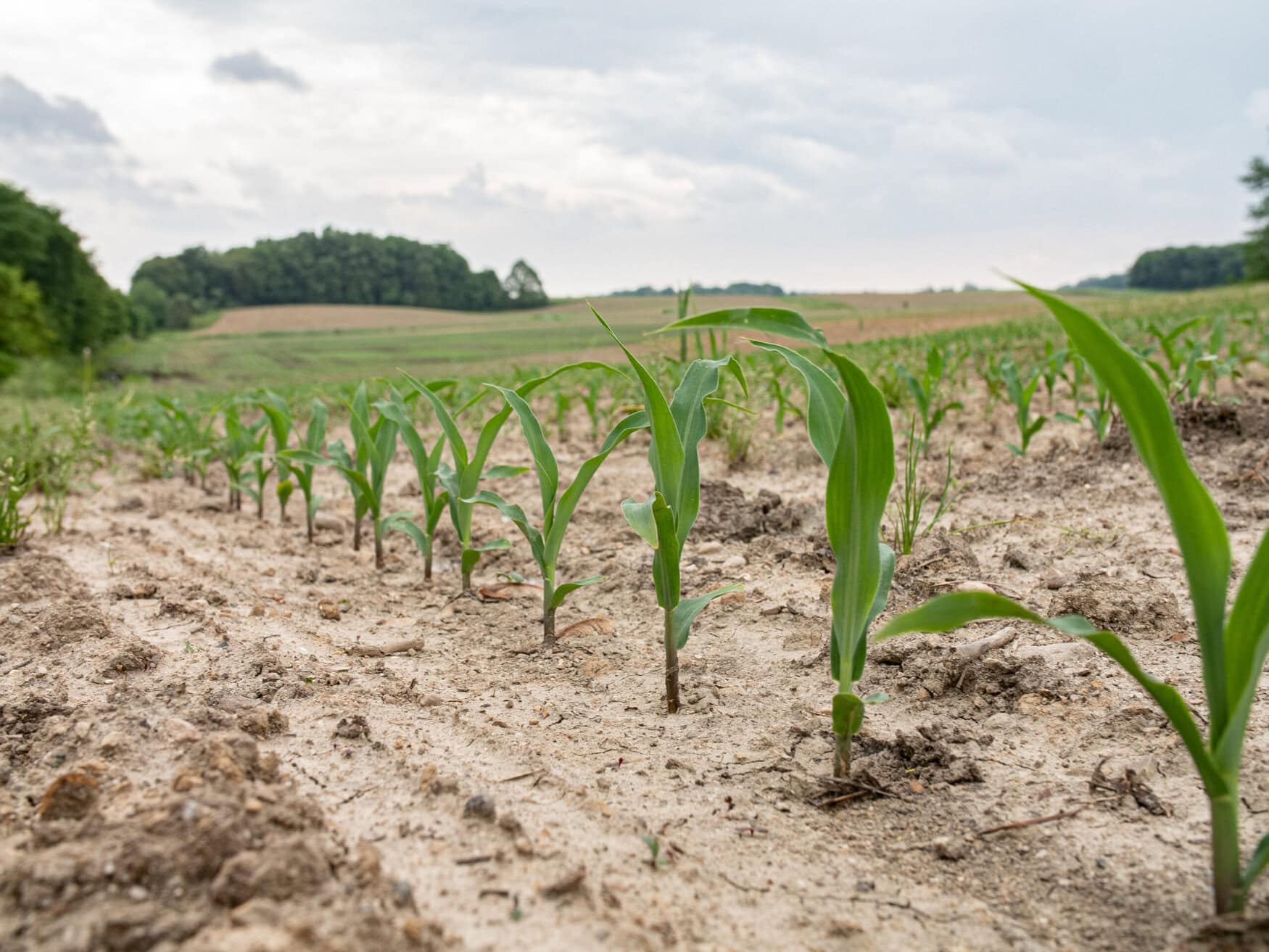 The ‘No-Till Neighbors’: US pioneers of sustainable agriculture