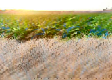 FBN and ADM forge new company to advance sustainability in grain supply chain