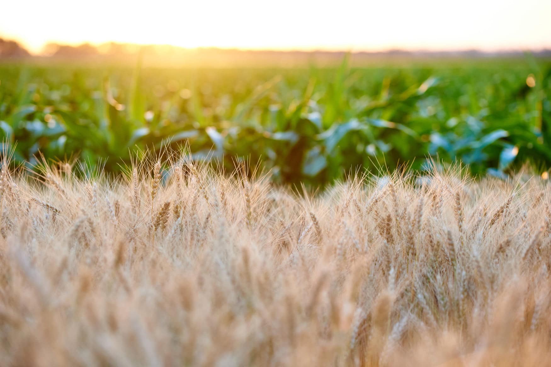 FBN and ADM forge new company to advance sustainability in grain supply chain