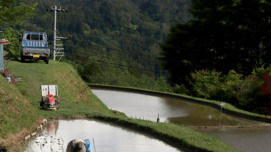 Japan’s rice industry faces challenges amid shortages and rising costs