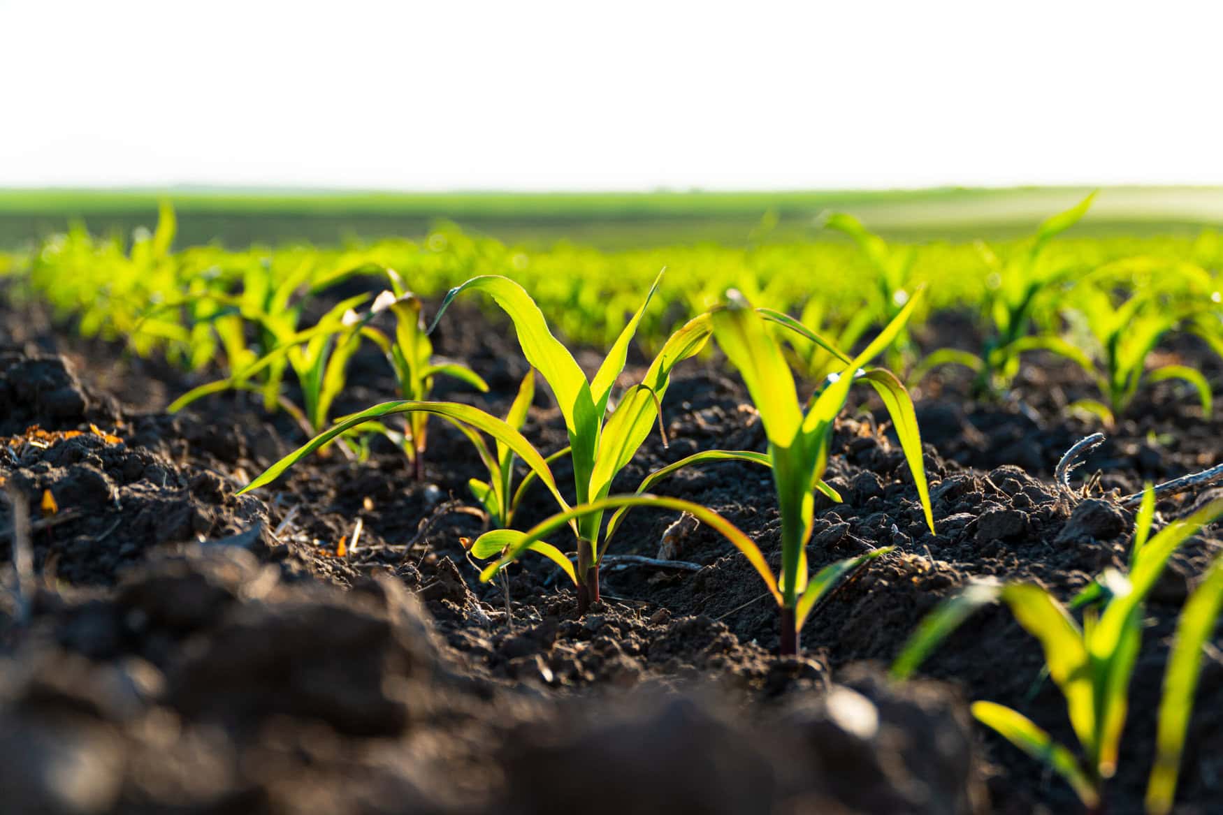 Soil health is key to capturing returns in regenerative agriculture