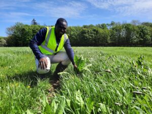 Diversified swards outperform microbial fertilizers in boosting grassland yields