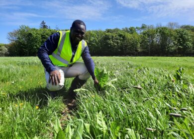 Diversified swards outperform microbial fertilizers in boosting grassland yields