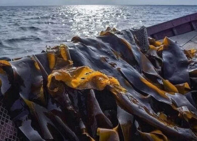 Karelia ramps up seaweed harvest for fertilizer production