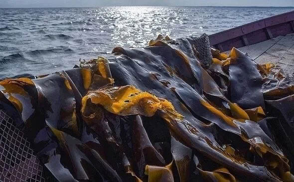 Karelia ramps up seaweed harvest for fertilizer production