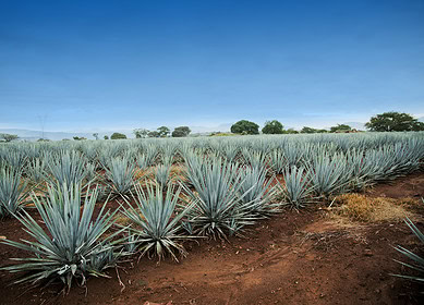 California farmers adapt to drought with agave cultivation