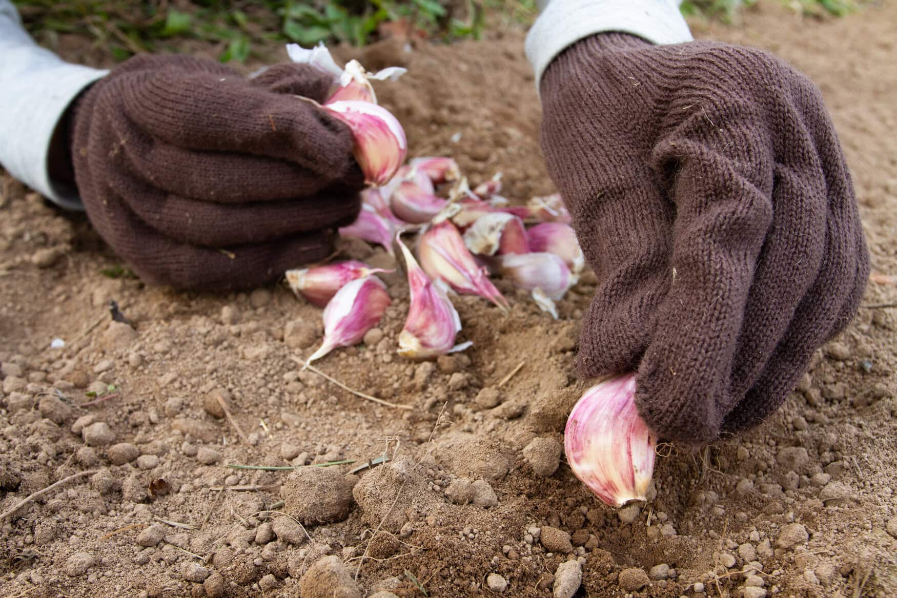 Autumn planting of garlic. The gardener's gloved hands plant garlic bulbs into the ground. There are a lot of garlic cloves on the ground, intended for planting.