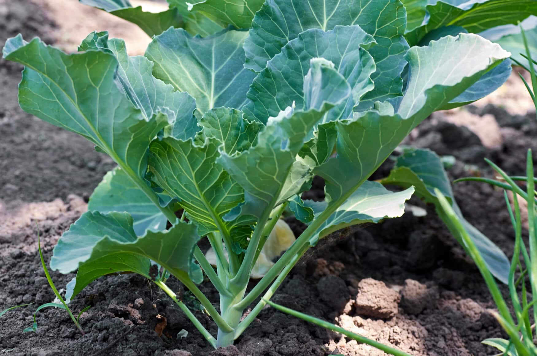 Cabbage green head in a field on a farm.Green collard growing in the garden