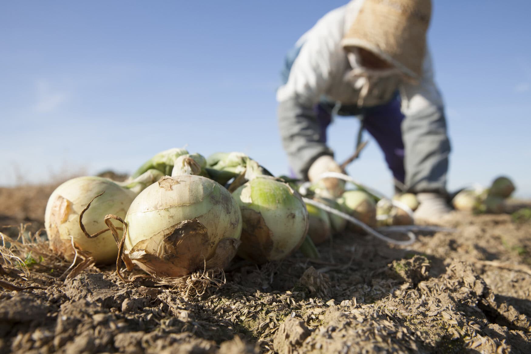 farmer harvesting onions