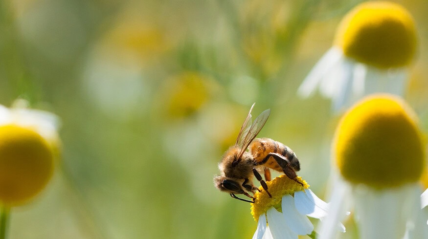 Organic farming enhances biodiversity — study