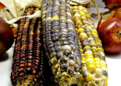 Farmers turn to ancient Olotón corn crop as a solution to modern farming challenges