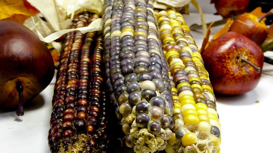 Farmers turn to ancient Olotón corn crop as a solution to modern farming challenges