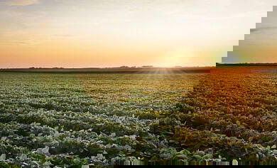 Itafos boosts presence in Brazil with new office in Western Bahia