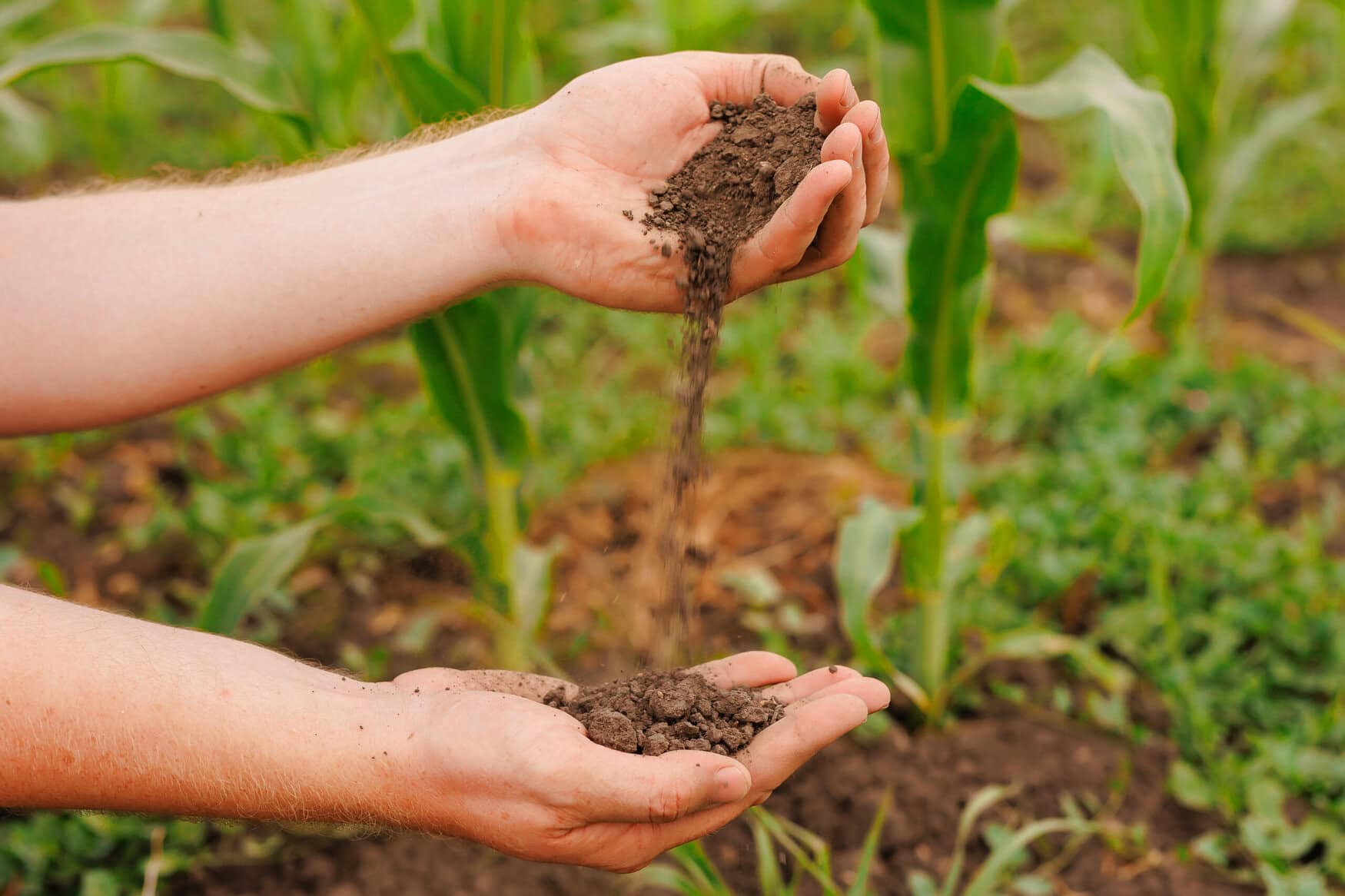 Male hands touching soil on the field. Expert hand of farmer checking soil health before growth a seed of vegetable or plant seedling. Business or ecology concept.