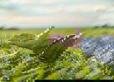 University of Illinois study questions nitrogen use in soybean farming