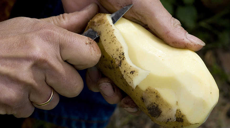 10 tips for growing potatoes in a small garden