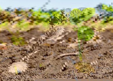New research explores the impact of silver nanoparticles on potato nutrition