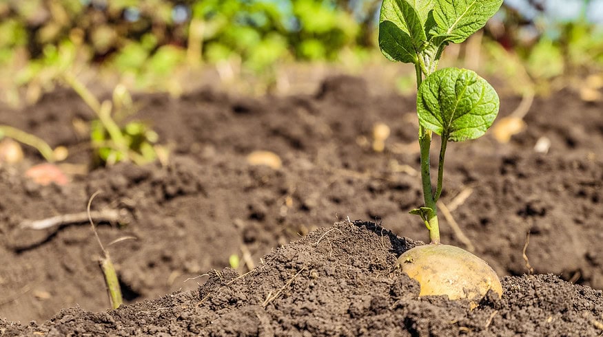 New research explores the impact of silver nanoparticles on potato nutrition