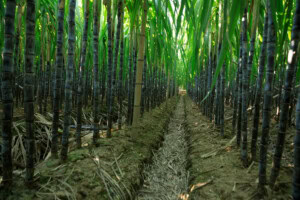 China’s sugar industry has potential for greenhouse gas reduction and economic growth