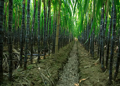 China’s sugar industry has potential for greenhouse gas reduction and economic growth