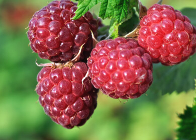 UK raspberry growers face mounting challenges as climate shifts and costs soar