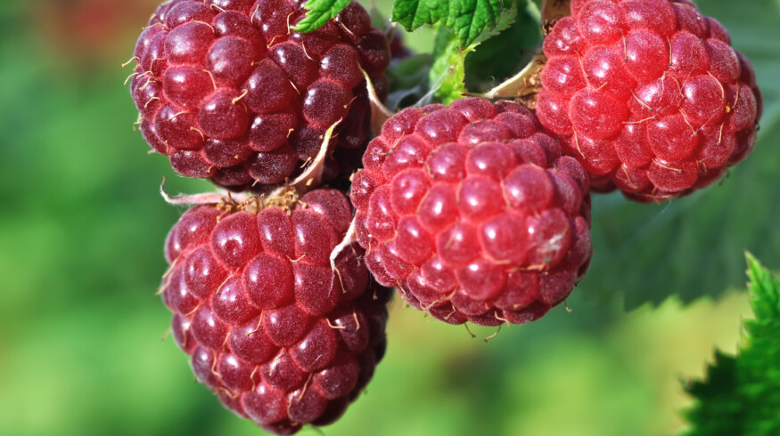 UK raspberry growers face mounting challenges as climate shifts and costs soar