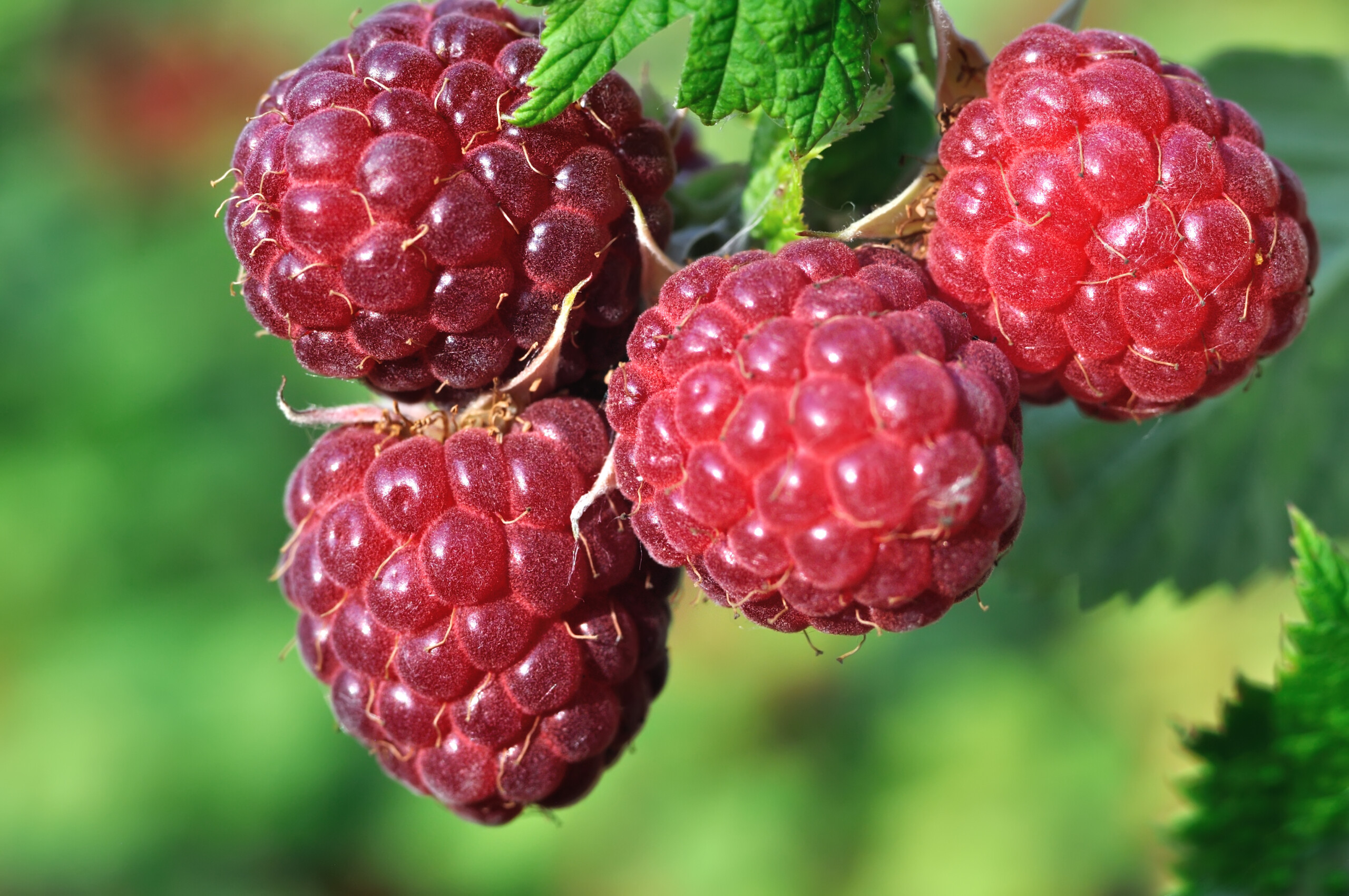 UK raspberry growers face mounting challenges as climate shifts and ...