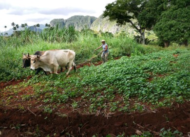 Cuba taps Vietnam’s expertise to strengthen food supply chain