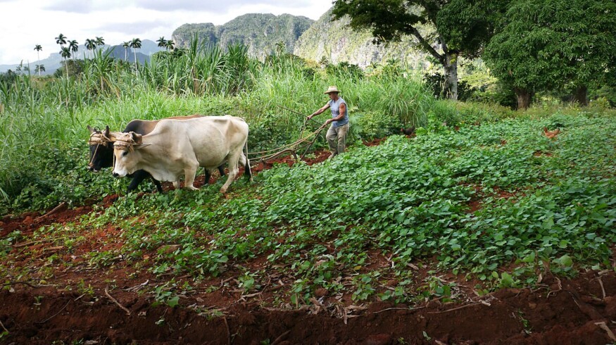 Cuba taps Vietnam’s expertise to strengthen food supply chain