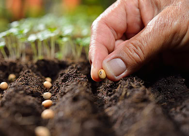 Indian farmers turn to climate-resilient seeds amid growing environmental challenges