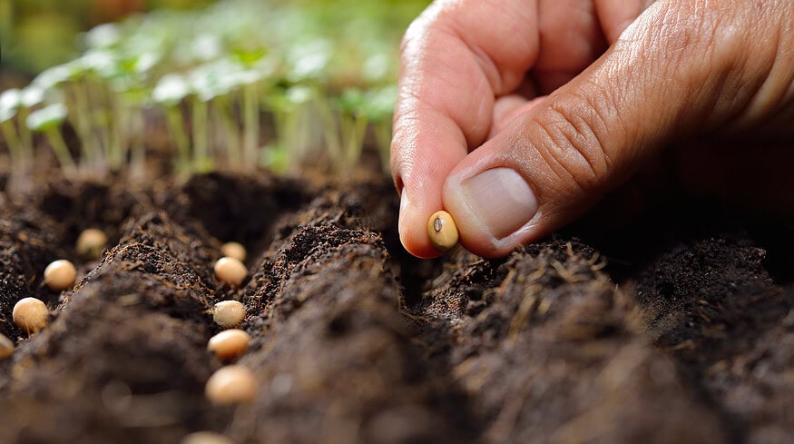 Indian farmers turn to climate-resilient seeds amid growing environmental challenges