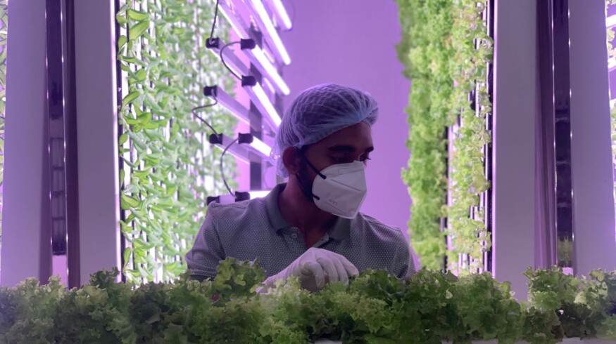 Revolutionizing agriculture: AI-driven hydroponic farming achieves major milestones in sustainability