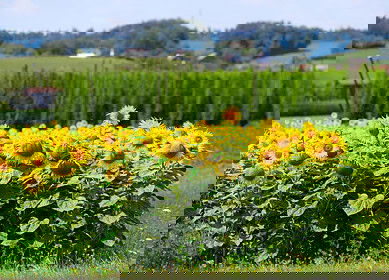 Swedish startup Cropcision introduces plastic-free fertilizers for sustainable sunflower production