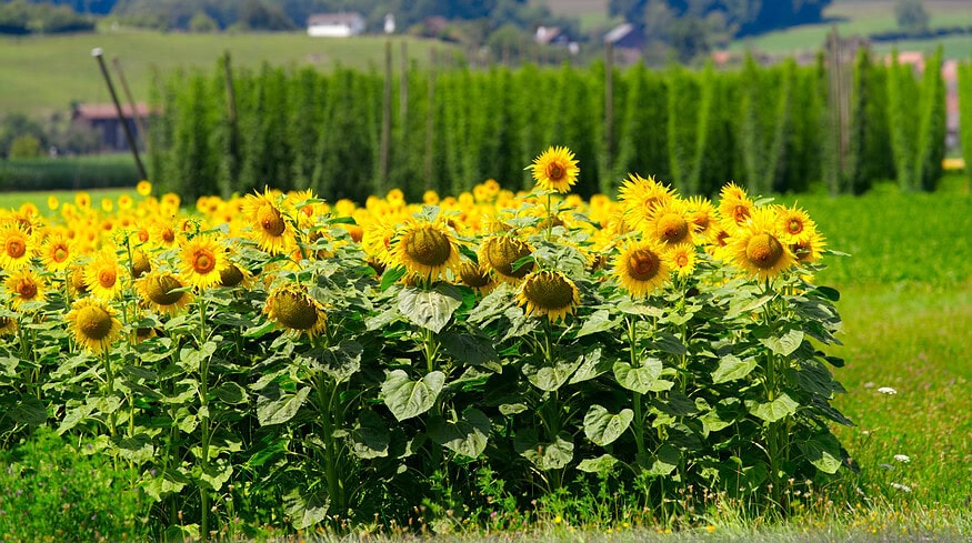 Swedish startup Cropcision introduces plastic-free fertilizers for sustainable sunflower production