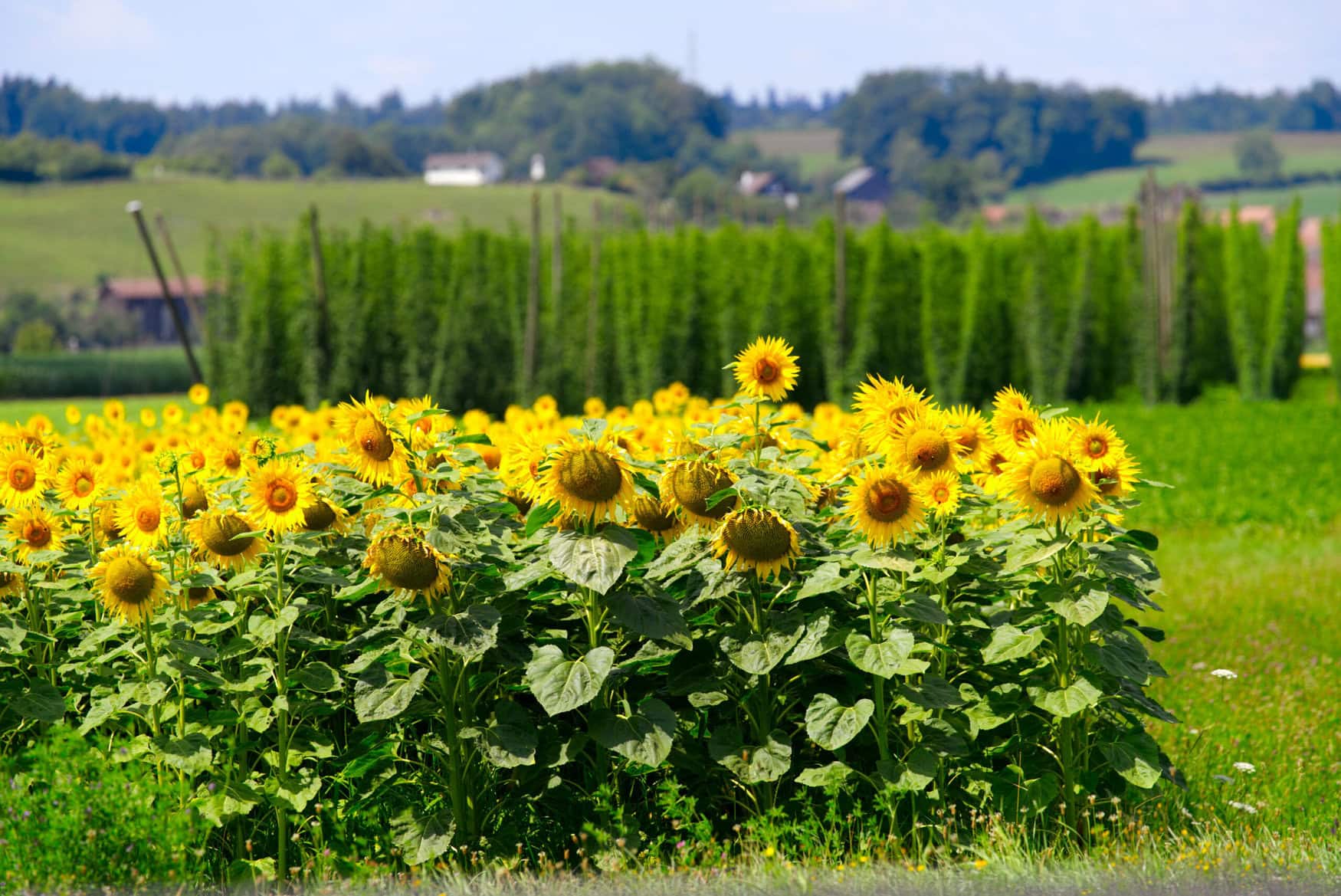 Swedish startup Cropcision introduces plastic-free fertilizers for sustainable sunflower production