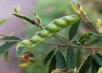 Kenyan farmer discovered new promising pigeon pea variety