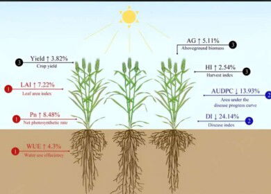 Harnessing plant diversity reduces pesticide need — study