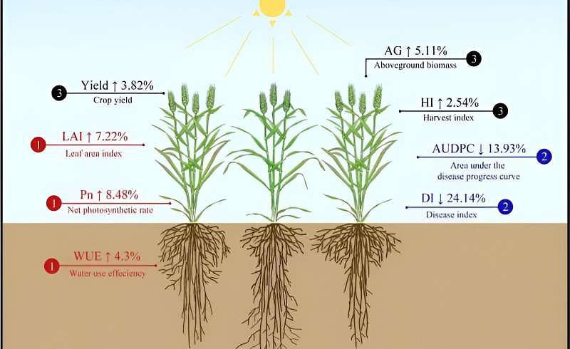 Harnessing plant diversity reduces pesticide need — study