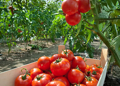 Researchers discover key to improved crop performance with microbial biofertilizers and algae-based biostimulants