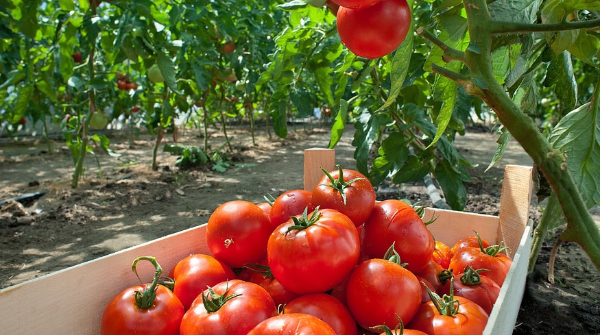 Researchers discover key to improved crop performance with microbial biofertilizers and algae-based biostimulants